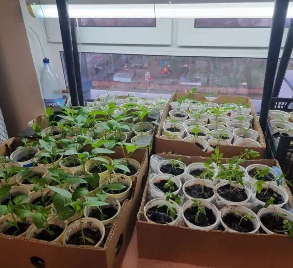 Навіщо розпушувати ґрунт у розсадних стаканчиках: простий прийом для доступу…