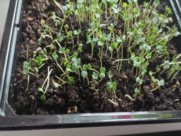 Як посіяти дрібне насіння без проріджування: хитрість із зубочисткою та&hellip;