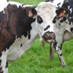 Удар по енергоресурсах: як впливає на прибутковість молочних господарств за літр