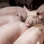 Свинина: вартість живої ваги, 16-22.02.2026