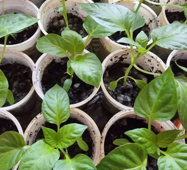 Коли сіяти перець у 2026: місячний календар проти реальності —&hellip;