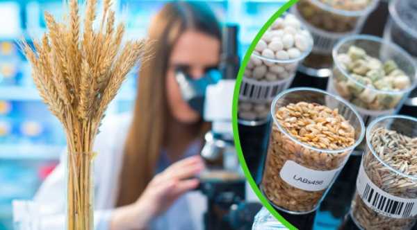 Нелегальний ринок посівного матеріалу в Україні різко зріс після початку&hellip;