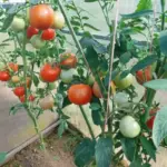 Чому огірки та помідори в одній теплиці – погана ідея:&hellip;