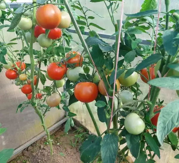Чому огірки та помідори в одній теплиці – погана ідея:&hellip;