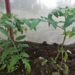 Навіщо міняти місце для томатів щороку: і що можна садити&hellip;