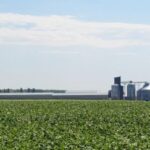 Збитки елеваторів від війни сягнули $1,1 млрд: чи вистачить потужностей для зерна?