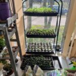 Що додати в лунку при висадженні розсади, щоб рослини пішли&hellip;