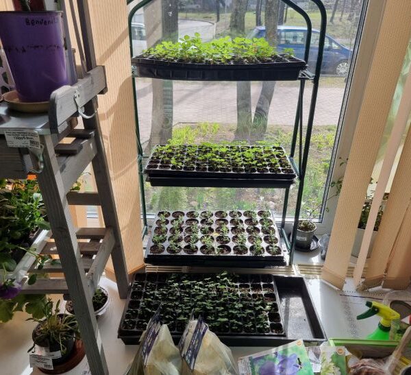 Що додати в лунку при висадженні розсади, щоб рослини пішли&hellip;