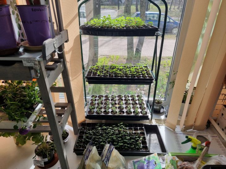 Що додати в лунку при висадженні розсади, щоб рослини пішли в ріст