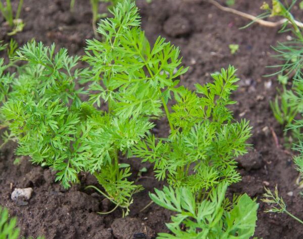 Яку розсаду висадити після моркви: ідеальні наступники для грядки