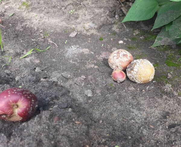 Чому після картоплі земля порожня: що посадити, щоб пожвавити її&hellip;