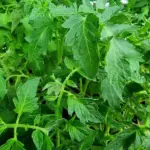 Чому скручується листя у розсади томатів: 5 причин від стресу&hellip;