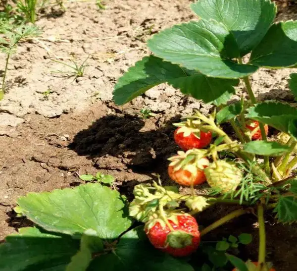 Чим замінити полуницю на старому місці: 3 варіанти, про які&hellip;