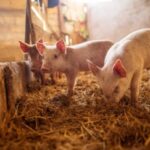 Вартість свиней на вагу, 23 лютого – 1 березня 2026