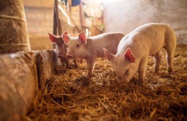 Вартість свиней на вагу, 23 лютого – 1 березня 2026