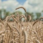 В Україні очікується зменшення площ під пшеницю до 2026 року — Delo.ua