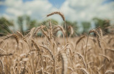В Україні очікується зменшення площ під пшеницю до 2026 року — Delo.ua