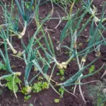 Навіщо ізолювати квасолю від цибулі: помилка, через яку обоє чахнуть