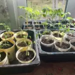 Жовтіють листя? Чим терміново підгодувати розсаду, щоб урятувати врожай