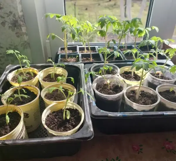 Жовтіють листя? Чим терміново підгодувати розсаду, щоб урятувати врожай