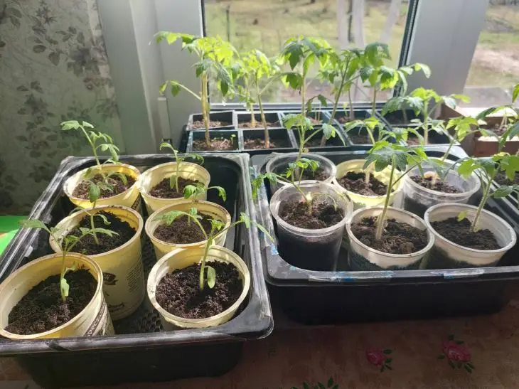 Жовтіють листя? Чим терміново підгодувати розсаду, щоб урятувати врожай рассада