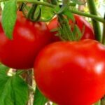 В Україні знов подорожчали парникові томати — Delo.ua