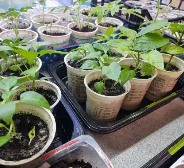 Навіщо досвічувати розсаду: який спектр лампи важливий для томатів, а…