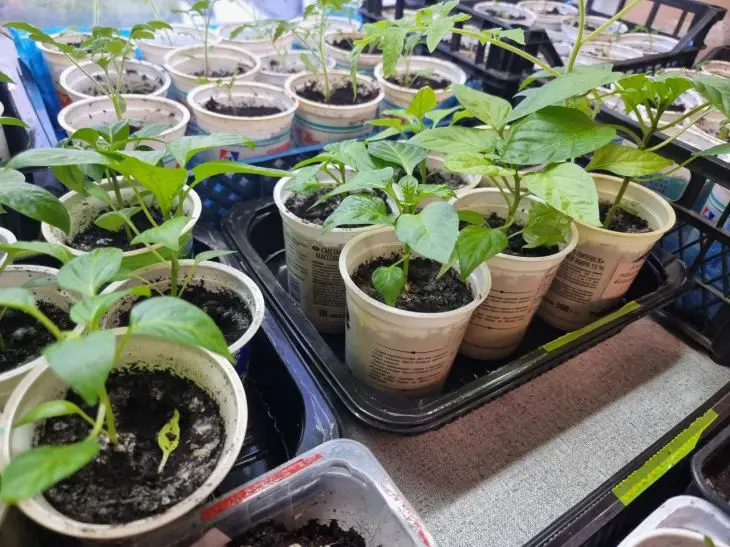 Навіщо досвічувати розсаду: який спектр лампи важливий для томатів, а який для перцю