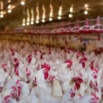 Львівська область: подвоєння обсягів виробництва курятини вітчизняним підприємством.