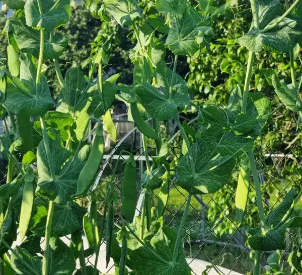 Чому після гороху все росте як на дріжджах: 7 найкращих&hellip;
