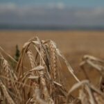 Агрофірми: оновлені умови резервування, роз’яснення від Мінекономіки