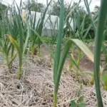 Що приховує ґрунт після часнику: 5 ідеальних культур для мега-врожаю