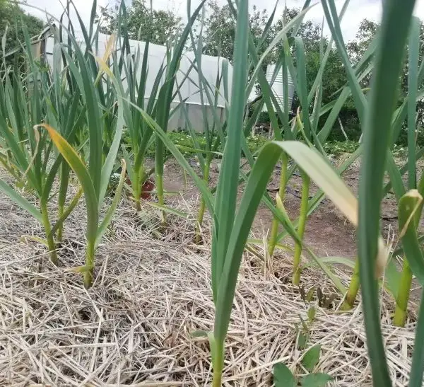 Що приховує ґрунт після часнику: 5 ідеальних культур для мега-врожаю