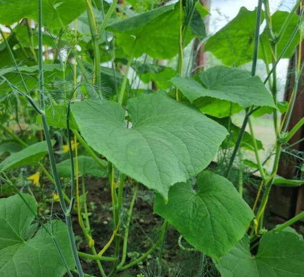 Як огірки гублять редис: відкриття для дачників