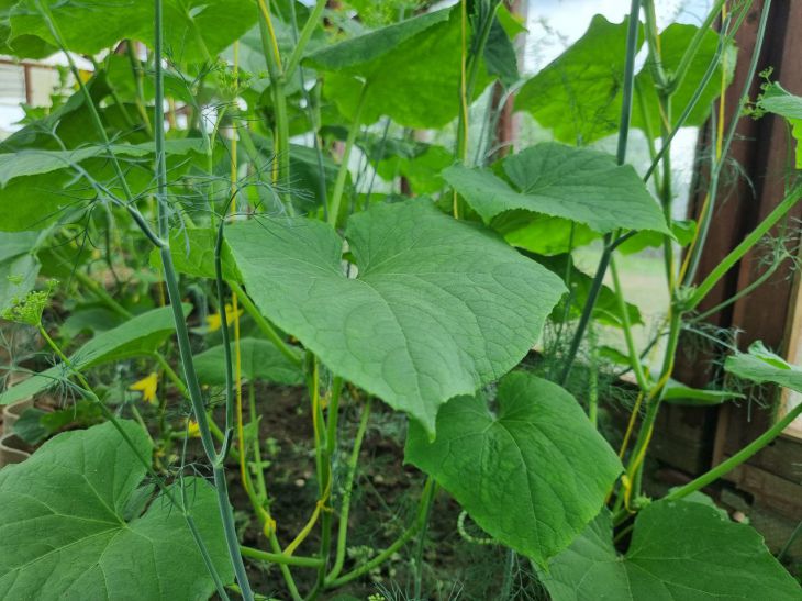 Як огірки гублять редис: відкриття для дачників