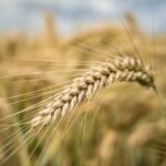 Пшениця в Україні подорожчала: аграрії утримуються від реалізації врожаю.