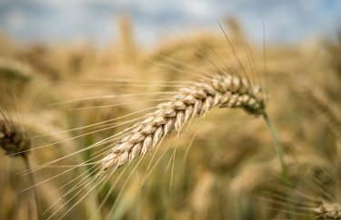 Пшениця в Україні подорожчала: аграрії утримуються від реалізації врожаю.