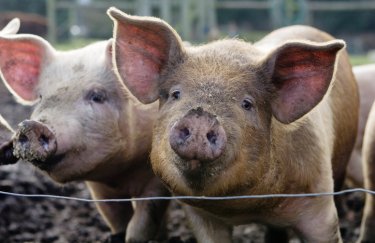 Вартість свиней на забій, 9-15.02.2026