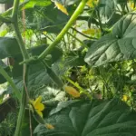 Після яких культур садити огірки: секретна ротація для рекордного збору