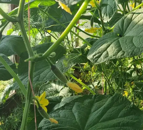 Після яких культур садити огірки: секретна ротація для рекордного збору