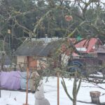 Що полити окропом навесні на дачі, щоб пробудити рослини та…