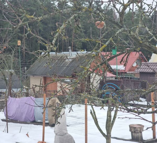 Що полити окропом навесні на дачі, щоб пробудити рослини та…