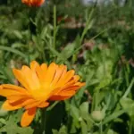 Що посіяти поряд з картоплею: дачний секрет для захисту від…