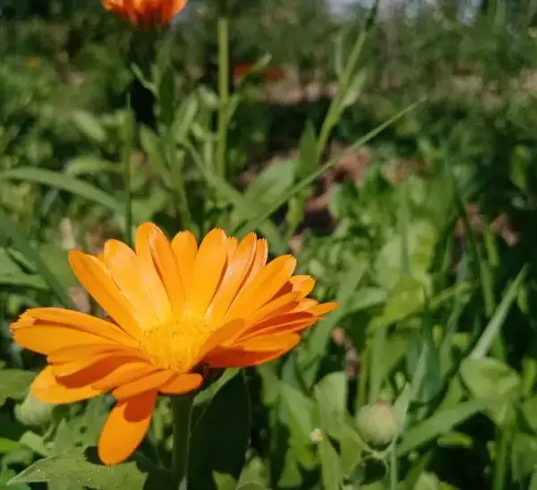 Що посіяти поряд з картоплею: дачний секрет для захисту від…