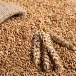 П’ятірка найприбутковіших агроекспортних продуктів України у 2025 році.