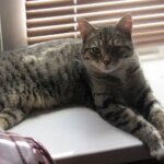 ГОЛОВНА 44 Кішка на підвіконні: як захистити розсаду від вусатого хулігану