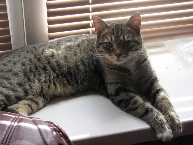 Кішка на підвіконні: як захистити розсаду від вусатого хулігану кошка