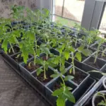 Потужна коренева: що кладуть на дно склянки для швидкого зростання…