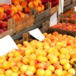 Холоди до -15°C знищили 43% абрикосових пуп’янків на Миколаївщині