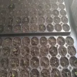 Торф'яні таблетки: як використовувати їх правильно, щоб коріння було не&hellip;